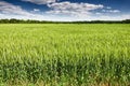 Wheat field in spring, beautiful landscape, green grass and blue sky with clouds Royalty Free Stock Photo