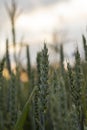 Wheat field with still unripe green ears at sunset. Royalty Free Stock Photo