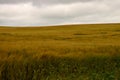 Wheat Field in a Strong Breeze at Dusk