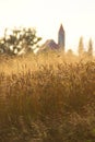 Wheat Field In Summer Afternoon Royalty Free Stock Photo