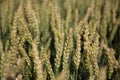 Wheat field in summer-beautiful ears.  on the grain sits a ladybug Royalty Free Stock Photo