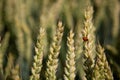 Wheat field in summer-beautiful ears.  on the grain sits a ladybug Royalty Free Stock Photo