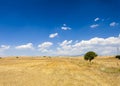 Wheat field