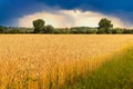 Wheat field in summer with dark stormy sky Royalty Free Stock Photo