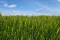 Wheat in a field