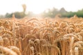 Wheat field in a summer day. Natural background. Sunny weather. Rural scene and shining sunlight. Agricultural