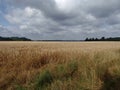 Wheat Field in Summer with Gray Cloudy Sky