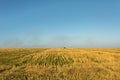 Wheat field