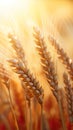 wheat plant in the summer sunlight with a close-up view.