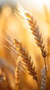 wheat plant in the summer sunlight with a close-up view.