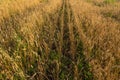 Wheat field