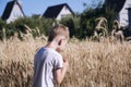 Wheat field in summer in the village Royalty Free Stock Photo