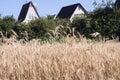 Wheat field in summer in the village Royalty Free Stock Photo