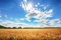 Wheat field with sun anb blue sky, Agriculture industry Royalty Free Stock Photo