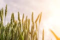 Wheat field sun landscape. Golden crop cereal bread background. Rye plant green grain in agriculture farm harvest. Royalty Free Stock Photo
