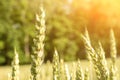 Wheat field sun landscape. Golden crop cereal bread background. Rye plant green grain in agriculture farm harvest Royalty Free Stock Photo