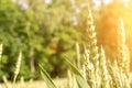 Wheat field sun landscape. Golden crop cereal bread background. Rye plant green grain in agriculture farm harvest Royalty Free Stock Photo