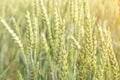 Wheat field sun landscape. Golden crop cereal bread background. Rye plant green grain in agriculture farm harvest. Royalty Free Stock Photo