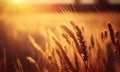 Wheat field in the sunlight, generative AI Royalty Free Stock Photo