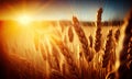 Wheat field in the sunlight, generative AI Royalty Free Stock Photo