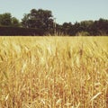 Wheat field