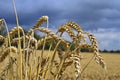 The wheat field in sunny day Royalty Free Stock Photo