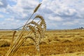 The wheat field in sunny day Royalty Free Stock Photo