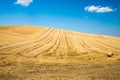 Wheat field in a sunny day Royalty Free Stock Photo