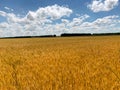 wheat field sunny day blue sky yellow ears of bread stand Royalty Free Stock Photo