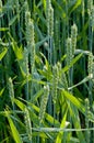 Wheat field sunny day summer texture