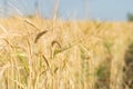 Wheat field in sunny day Royalty Free Stock Photo