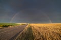 Wheat field in sunny summer day after rain and rainbow behind Royalty Free Stock Photo