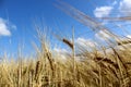 Wheat field on a sunny summer day with sky in the clouds Royalty Free Stock Photo