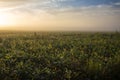 Wheat Field At Sunrise In The American Midwest