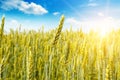 Wheat field and sunrise in the blue sky. Royalty Free Stock Photo