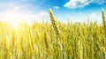 Wheat field and sunrise in the blue sky. Wide photo Royalty Free Stock Photo