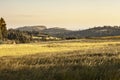 Wheat field at sunrise in the remote Ethiopian highlands Royalty Free Stock Photo