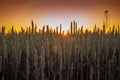 Wheat field during sunrise. Spikes of wheat on background sky Royalty Free Stock Photo