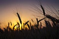 Wheat field at sunset Royalty Free Stock Photo