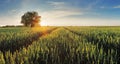 Pšeničné pole pri západe slnka