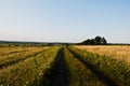 Wheat field