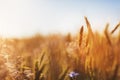 Wheat field at sunset. Agriculture, harvest concept