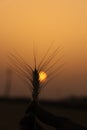 Wheat field sunset