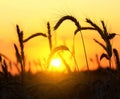 Wheat field on sunset background. Royalty Free Stock Photo