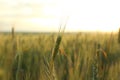 Wheat field at sunset, closeup. Amazing nature