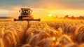 Wheat field at sunset, combine harvester harvests in background, machine cutting rape grain on farm. View of tractor working in Royalty Free Stock Photo