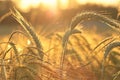 Wheat field at sunset. Ears of wheat in the sun.Agriculture and farming. Cereal cultivation.