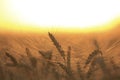 Wheat field at sunset