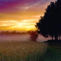 Wheat field, sunset and forest or mist harvest in countryside in nature environment, grassland or meadow. Woods