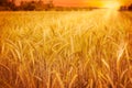 Wheat field at sunset Royalty Free Stock Photo